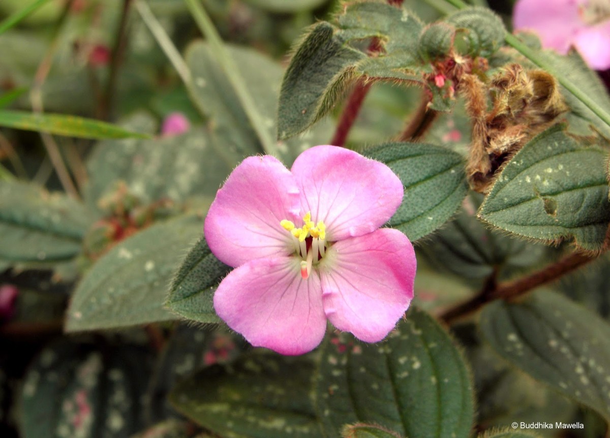 Osbeckia parvifolia Arn.